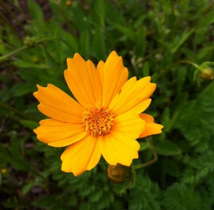 Coreopsis auriculata 'Nana'