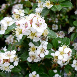 Cotoneaster 'Coral Beauty'