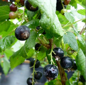 Currant 'Ben Hope' (Black) - Organic