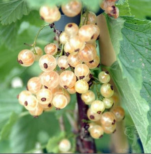 Currant White Pearl - Organic