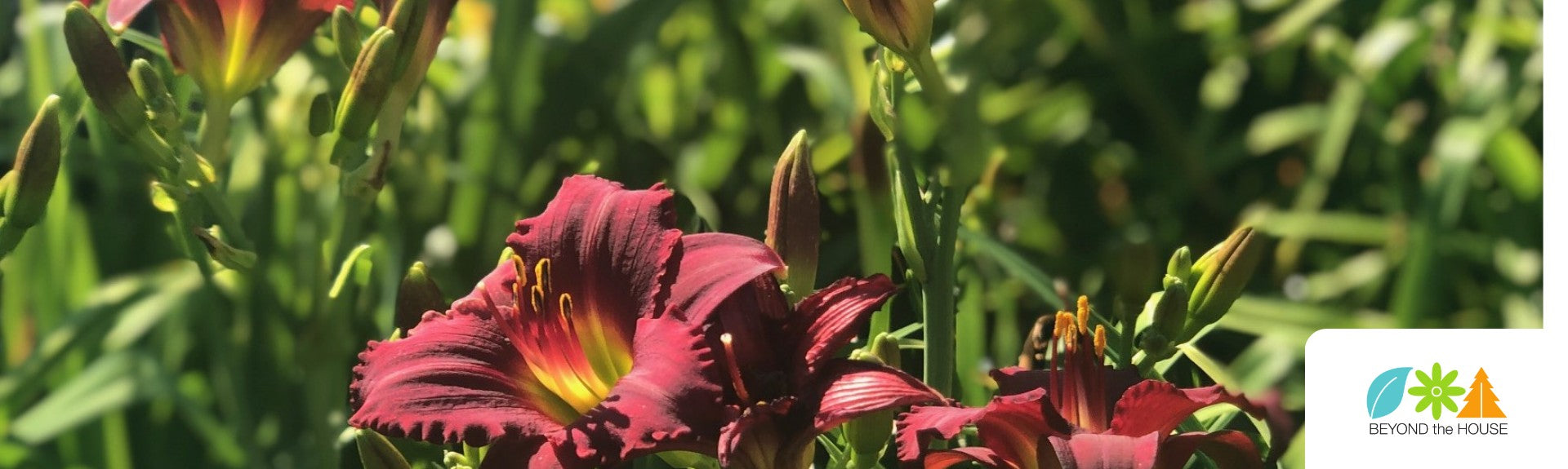 PLANT OF THE WEEK - HEMEROCALLIS (DAY LILY) - 20% OFF