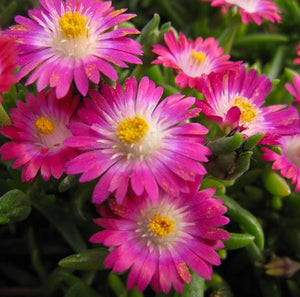 Delosperma 'Jewel of Desert Amethyst'