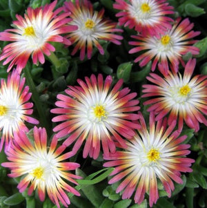 Delosperma 'Jewel of Desert Ruby'