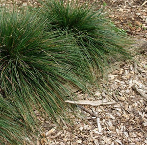 Deschampsia 'Goldtau'