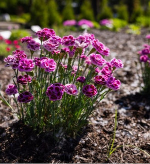 Dianthus Delilah™ 'Bicolor Purple'