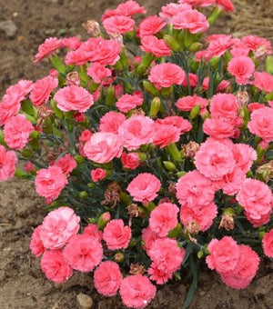 Dianthus Fruit Punch® 'Classic Coral'