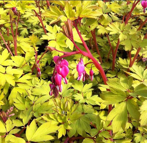 Dicentra 'Gold Heart'