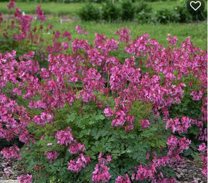 Dicentra 'Pink Diamonds'