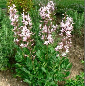 Dictamnus 'Roseus'
