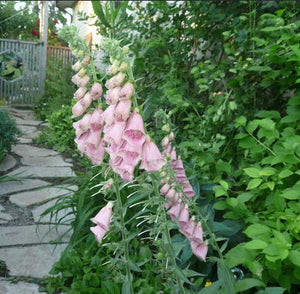 Digitalis mertonensis