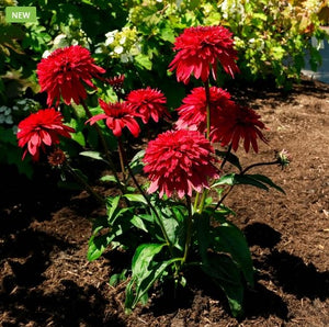 Echinacea Double Scoop™ 'Strawberry Deluxe'