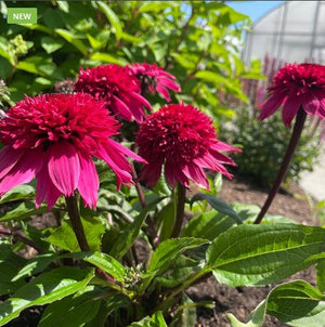 Echinacea Double Scoop™ 'Watermelon Deluxe'