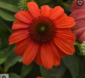Echinacea Sombrero® 'Mandarin Mambo'
