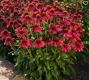 Echinacea Sombrero Poco™ 'Hot Pink'