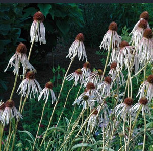 Echinacea pallida