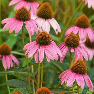 Echinacea pupurea