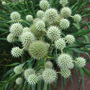 Eryngium yuccifolium