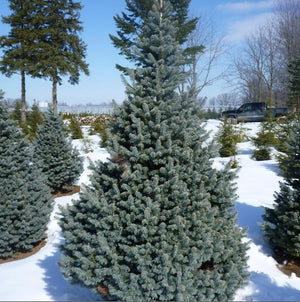 Fir 'Dwarf Rocky Mountain'