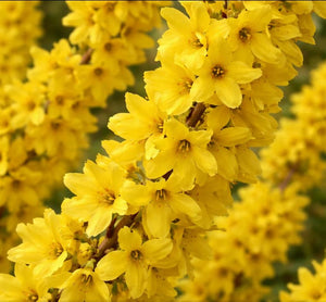 Forsythia 'Magical Gold®?'
