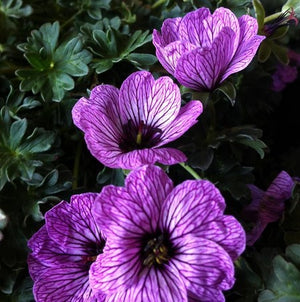 Geranium 'Ballerina'