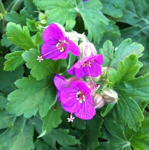 Geranium maccrorhizum 'Bevan's Variety'