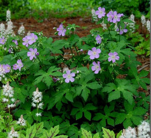 Geranium maculatum