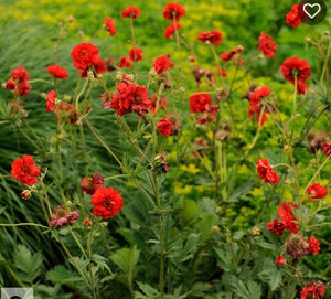 Geum 'Blazing Sunset'