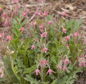 Geum triflorum