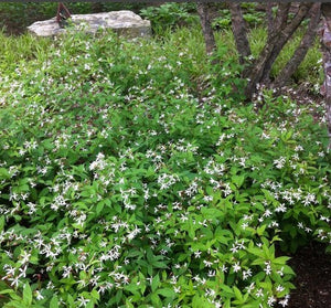 Gillenia trifoliata