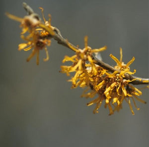Hamamelis vernalis