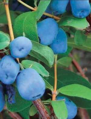 Haskap Aurora - Organic