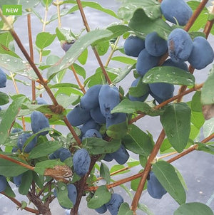 Haskap Boreal Beauty - Organic