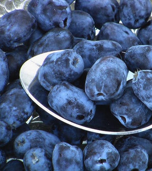 Haskap Borealis - Organic