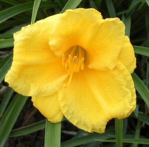 Hemerocallis 'Stella D'Oro'