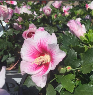Hibiscus 'Paraplu Pink'