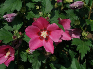 Hibiscus 'Paraplu Rouge'