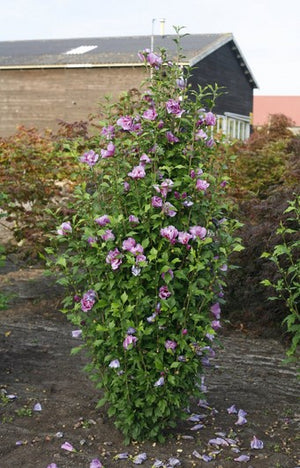 Rose of Sharon Purple Pillar®