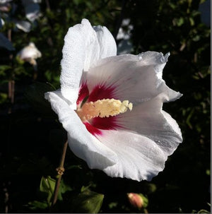 Rose of Sharon 'Red Heart'