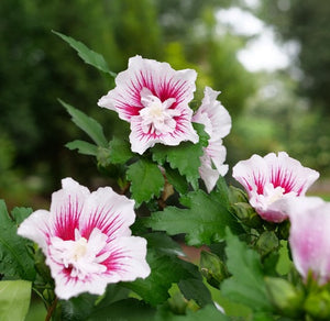Hibiscus 'Starblast Chiffon'