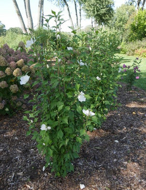 Rose of Sharon White Pillar®