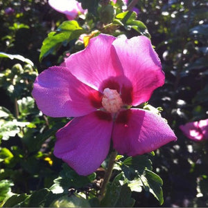 Hibiscus 'Woodbridge'