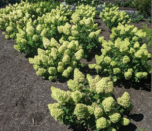 Hydrangea 'Dragon Baby™'