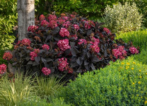 Hydrangea macrophylla 'Eclipse®'