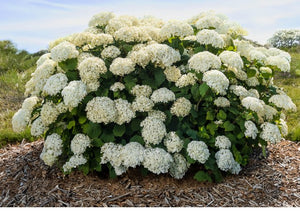 Hydrangea arborescens 'FlowerFull®'