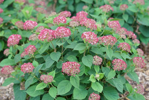 Hydrangea arborescens 'Invincibelle® Ruby'