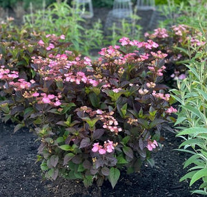 Hydrangea 'Pink Dynamo™'