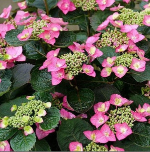 Hydrangea 'Tuff Stuff Top Fun®'