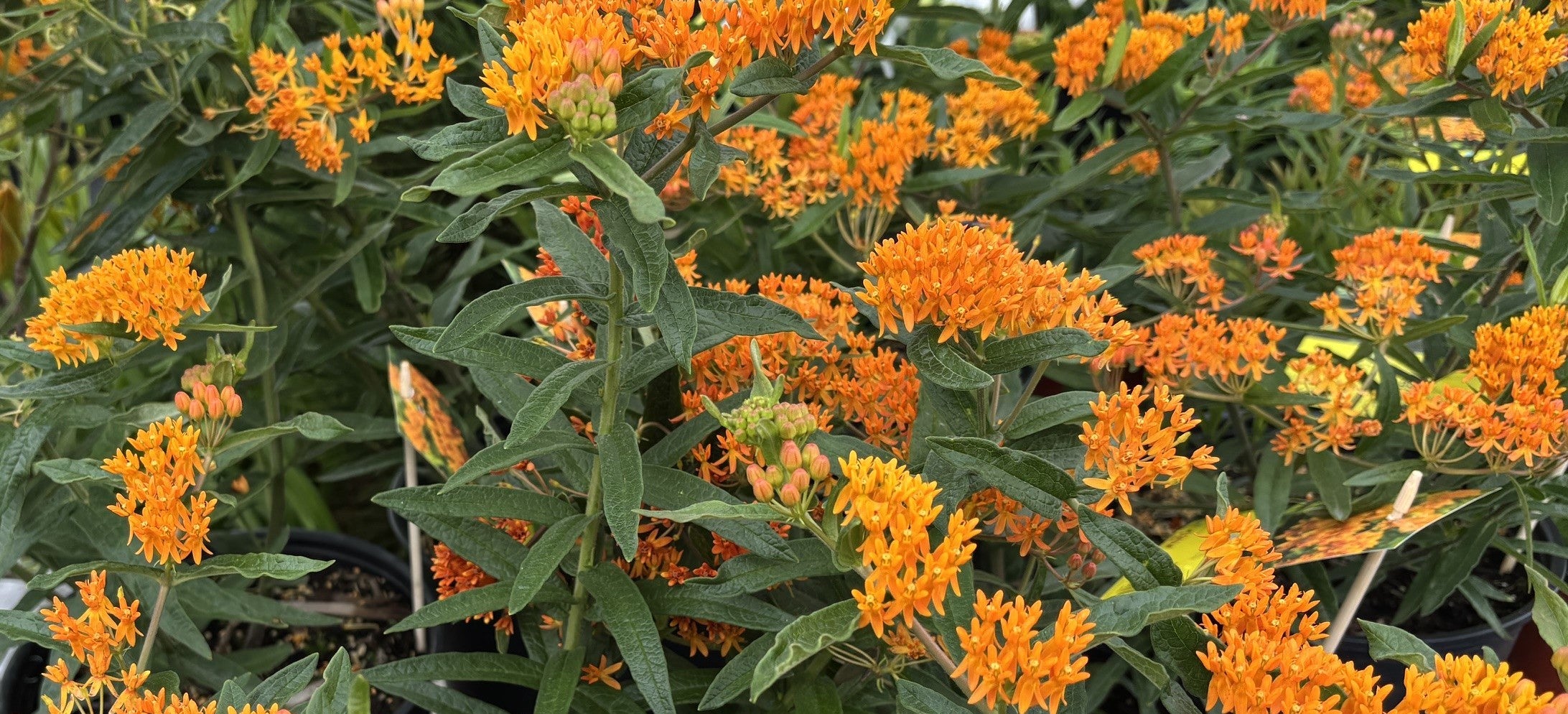 PLANT OF THE WEEK - ASCLEPIA TUBEROSA - 20% OFF