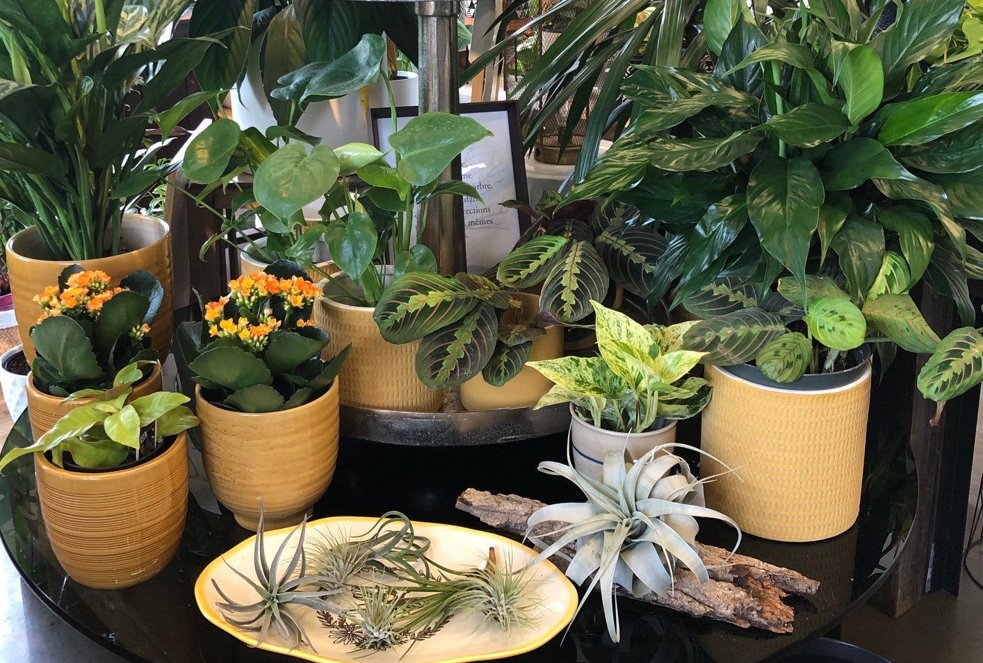 Ottawa Garden Center Nursery Plant Store Ottawa Beyond the House Inc.