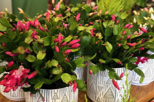    HOLIDAY PLANTS ARE IN STOCK!